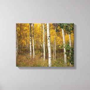 Gyllene Colorado Aspens Canvastryck