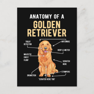 Gyllene Retriever Anatomi Rolig Hund Vykort