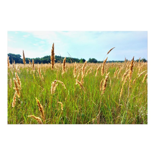 Gyllene sommarfält fototryck (Framsidan)