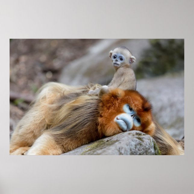Gyllene stumpnäsa apa pappa med unge poster (Framsidan)