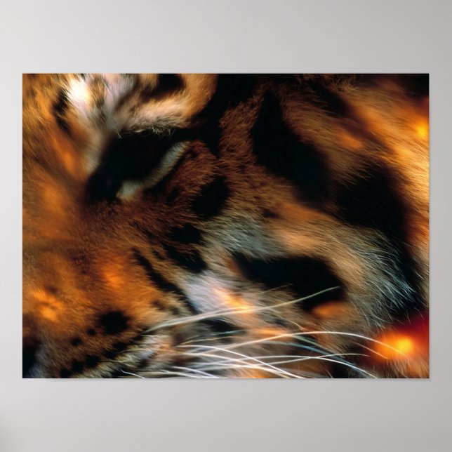 Gyllene Tiger Eye Närbild Vilda Djur  Poster (Framsidan)