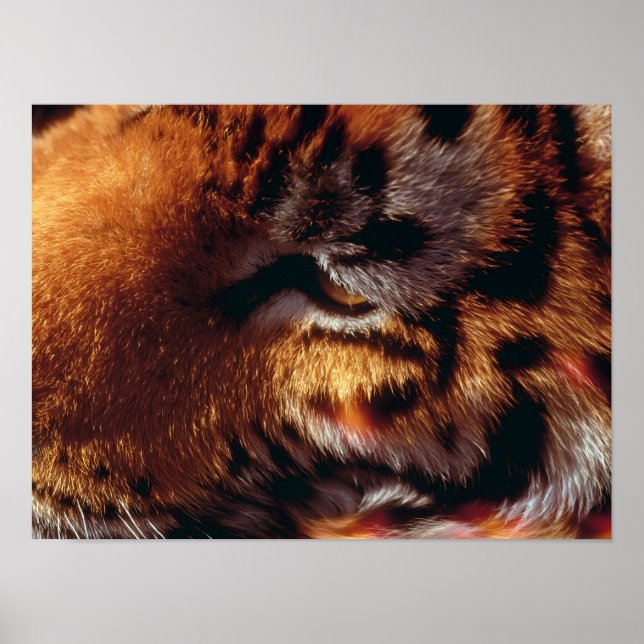Gyllene Tiger Eye Närbild Vilda Djur  Poster (Framsidan)