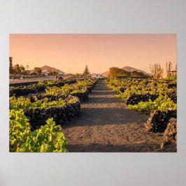 Gyllene timmen över La Geria vingårdar Lanzarote Poster
