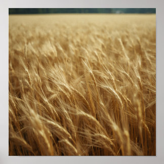 Gyllene vetefält poster