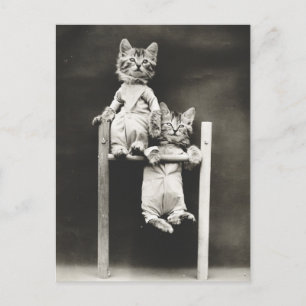 Gymnast Kittens Vykort
