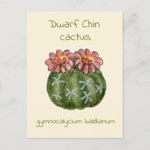 Gymnocalycium Baldianum kaktus vykort