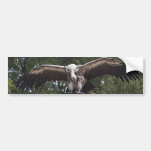 Gyps fulvus bildekal