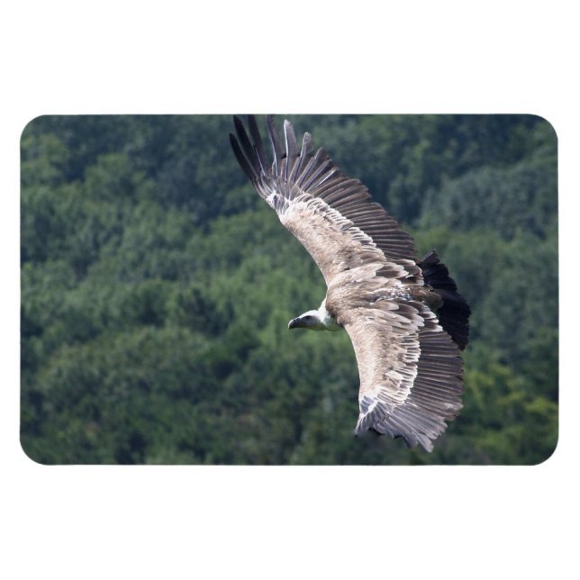 Gyps fulvus magnet (Horisontell)