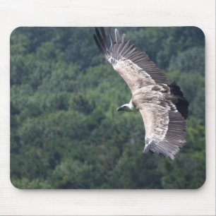 Gyps fulvus musmatta