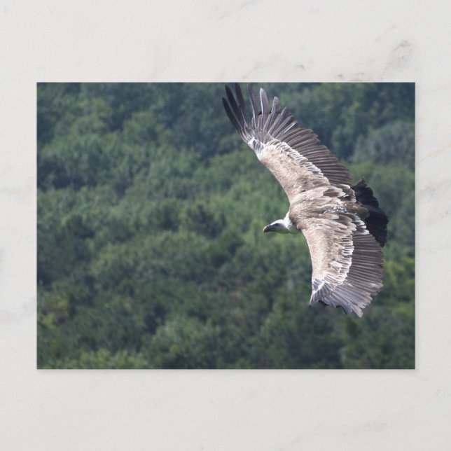 Gyps fulvus vykort (Framsida)