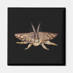 Gypsisk myt, Lymantria dispar Zoological Magnet