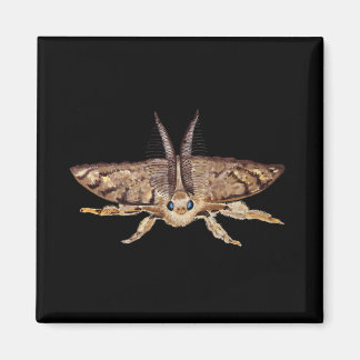 Gypsisk myt, Lymantria dispar Zoological Magnet