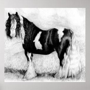 Gypsy Cob Horse Porträtt Poster