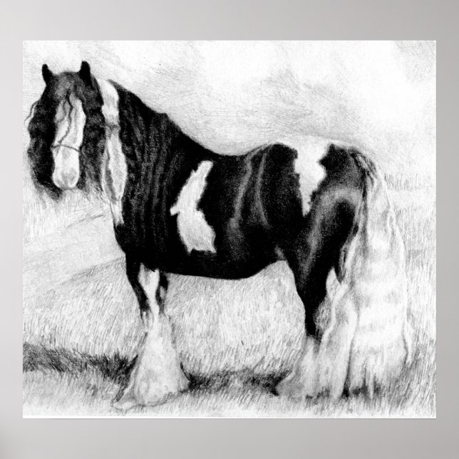 Gypsy Cob Horse Porträtt Poster (Framsidan)