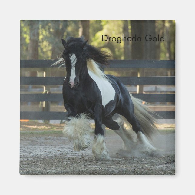 Gypsy Guld Gypsy Vanner Drogheda Guld magnet (Framsidan)