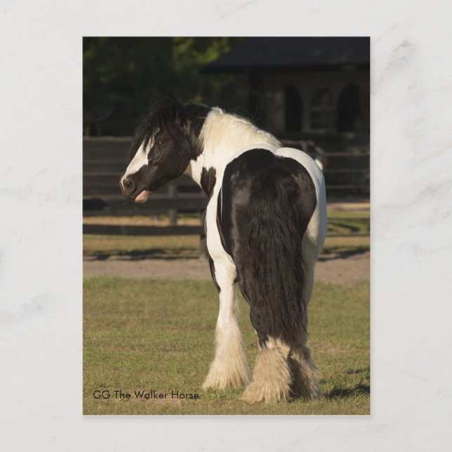 Gypsy Guld Gypsy Vanner The Walker Horse vycard Vykort (Framsida)