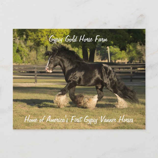 Gypsy Guld Gypsy Vanner vykort BB Kung (Framsida)