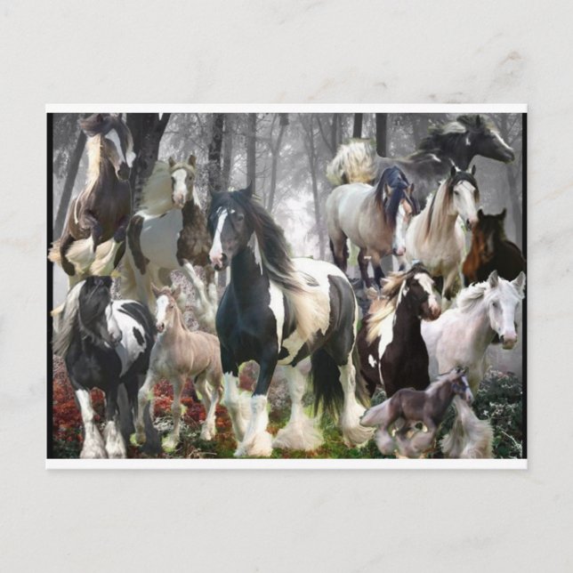 Gypsy Horse Gifts Vykort (Framsida)