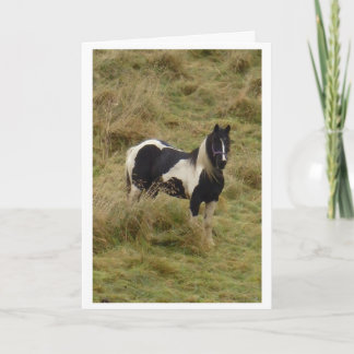 Gypsy pony stallion horse card kort