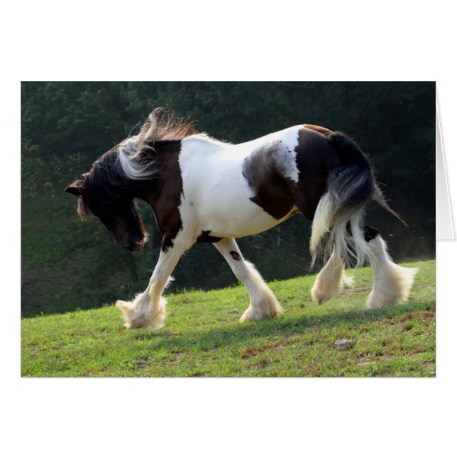 Gypsy Vanner Hälsningskort (Framsidan Horizontal)