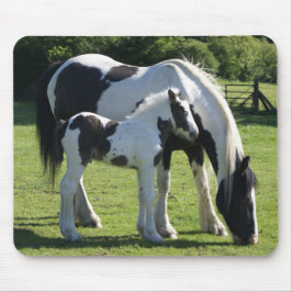 Gypsy Vanner Horse Mare and Foal Musmatta
