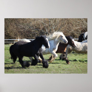 Gypsy Vanner Horses Running Poster
