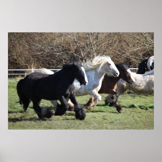 Gypsy Vanner Horses Running Poster (Framsidan)