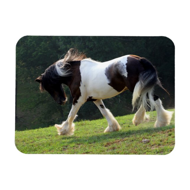 Gypsy Vanner Magnet (Horisontell)