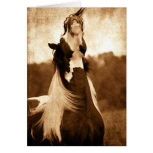 Gypsy Vanner OBS Kort