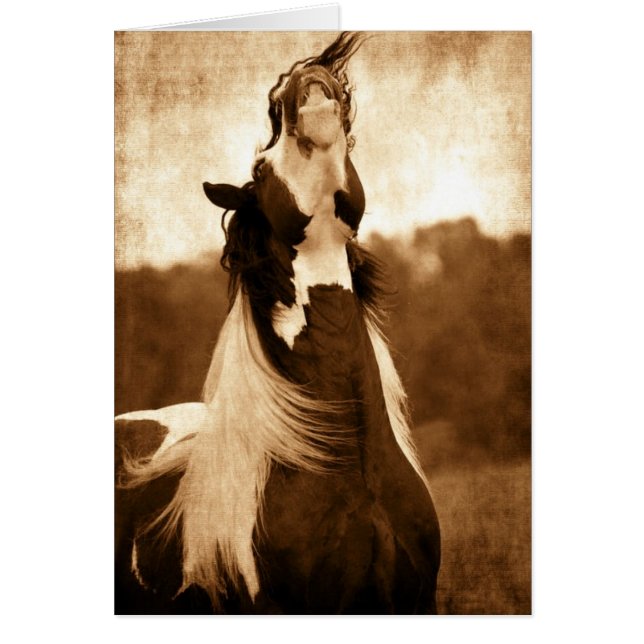 Gypsy Vanner OBS Kort (Framsidan)