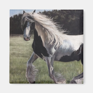Gypsy vanner pinto häst som springer i fält magnet