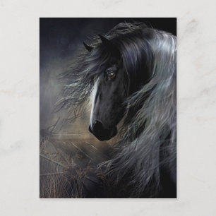 Gypsy Vanner Porträtt Vykort