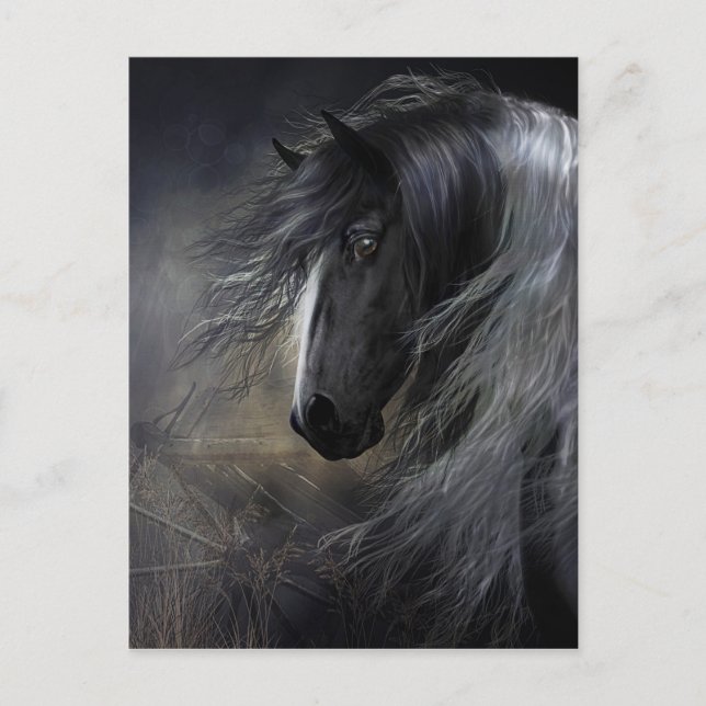 Gypsy Vanner Porträtt Vykort (Framsida)