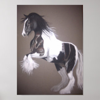 Gypsy vanner stallion native cob poster