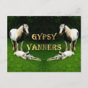 Gypsy Vanners Vykort