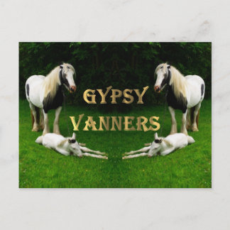 Gypsy Vanners Vykort