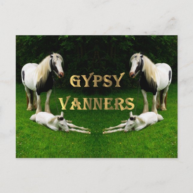Gypsy Vanners Vykort (Framsida)