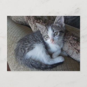 Gyptian Mau kitten mix Postcard Vykort