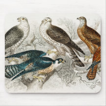Gyr Falcon, Goshawk, Kite eller Glead, Peregrine