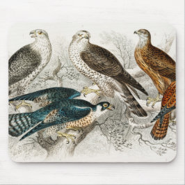 Gyr Falcon, Goshawk, Kite eller Glead, Peregrine Musmatta
