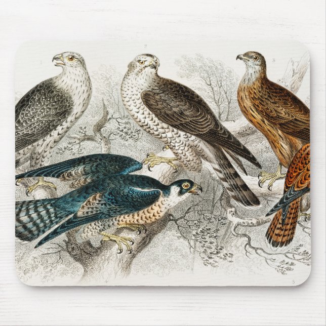 Gyr Falcon, Goshawk, Kite eller Glead, Peregrine Musmatta (Framsidan)