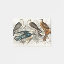 Gyr Falcon, Goshawk, Kite eller Glead, Peregrine