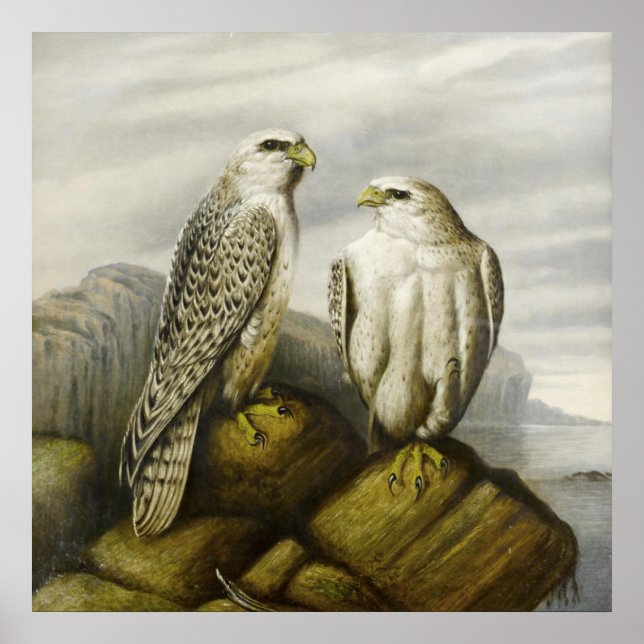 Gyr Falcons om en Rocky Ledge av Joseph Varg Poster (Framsidan)