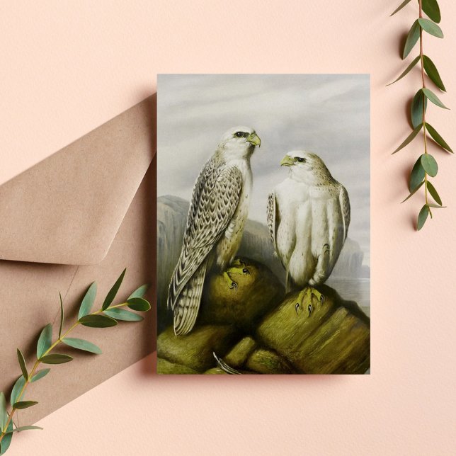 Gyr falcons på en bergsgam, Bird Illustrations Vykort (Skapare uppladdad)