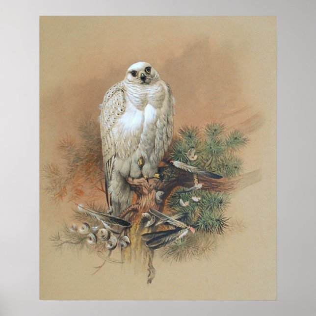 Gyrfalcon - 1861 poster (Framsidan)