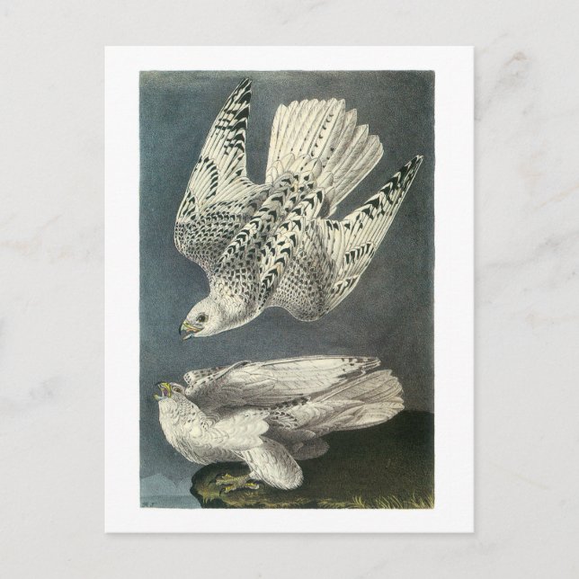 Gyrfalcon av Audubon Vykort (Framsida)