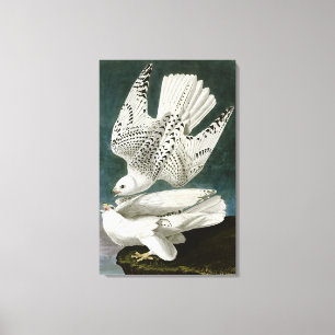 Gyrfalcon av John Audubon Canvastryck