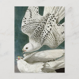Gyrfalcon av John Audubon Vykort