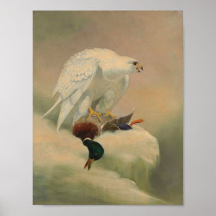 Gyrfalcon av Joseph Varg Poster
