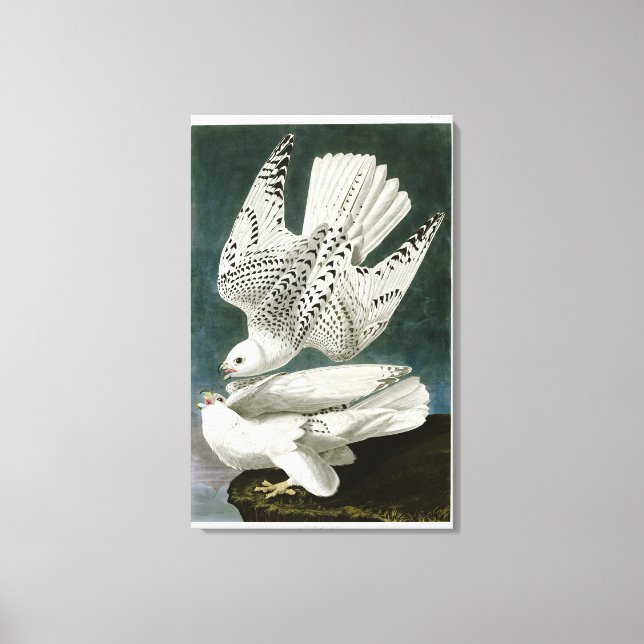Gyrfalcon Fine Art av John Audubon Canvastryck (Framsida)